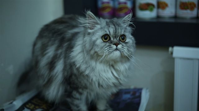 Kedi Kusmasinin Sebepleri Nelerdir Ve Nasil Tedavi Edilir Videolu Anlatim Mynet Kadin Tv