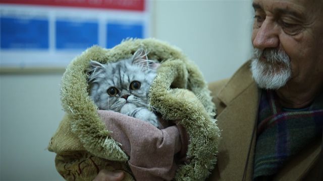 Kedi Parazitleri Insanlara Bulasir Mi Videolu Anlatim Mynet Kadin Tv