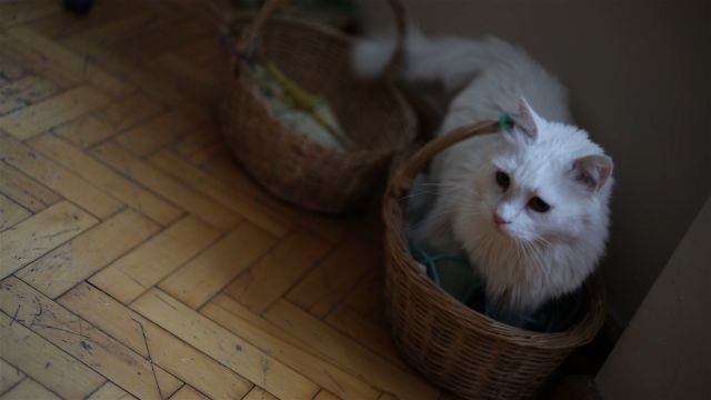 Hamile Kedi Bakımı