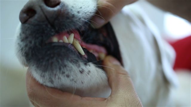 Kopeklerde Agiz Ve Dis Bakimi Nasil Yapilmalidir Videolu Anlatim Mynet Kadin Tv