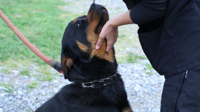 Iyi Egitilmis Bir Kopek Nasil Anlasilir Videolu Anlatim Mynet Kadin Tv
