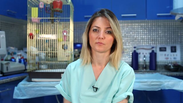 Muhabbet Kuslarinin Ne Gibi Ilac Ve Vitaminleri Almasi Gerekir Videolu Anlatim Mynet Kadin Tv