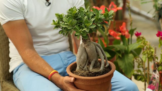 Bonsai Nasil Yetistirilir Video