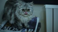 Kedi Kusmasinin Sebepleri Nelerdir Ve Nasil Tedavi Edilir Videolu Anlatim Mynet Kadin Tv