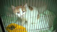 Kedi Kusmasinin Sebepleri Nelerdir Ve Nasil Tedavi Edilir Videolu Anlatim Mynet Kadin Tv