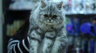 Kedi Kusmasinin Sebepleri Nelerdir Ve Nasil Tedavi Edilir Videolu Anlatim Mynet Kadin Tv