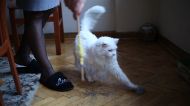 Kedi Kusmasinin Sebepleri Nelerdir Ve Nasil Tedavi Edilir Videolu Anlatim Mynet Kadin Tv