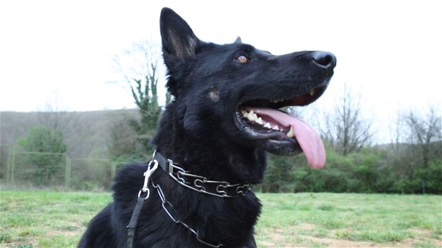 evde köpek bakımı